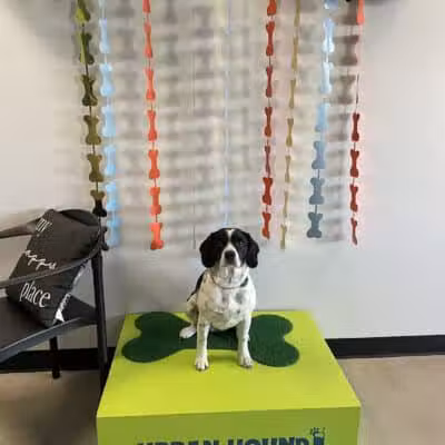 Urban Hound Dog Park & Bar - Lincoln, NE