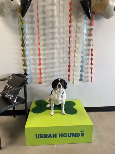 Urban Hound Dog Park & Bar - Lincoln, NE