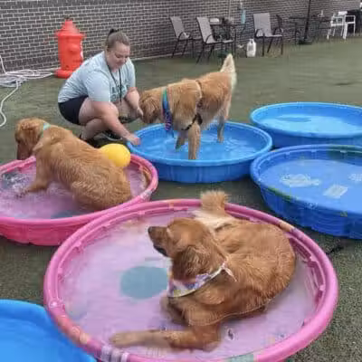 Urban Hound Dog Park & Bar - Lincoln, NE