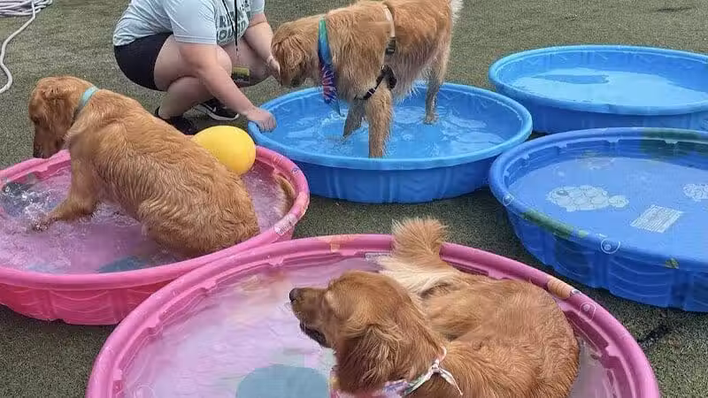 Urban Hound Dog Park & Bar - Lincoln, NE