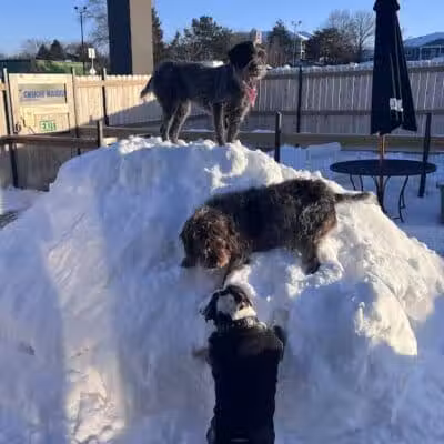 Urban Hound Dog Park & Bar - Lincoln, NE