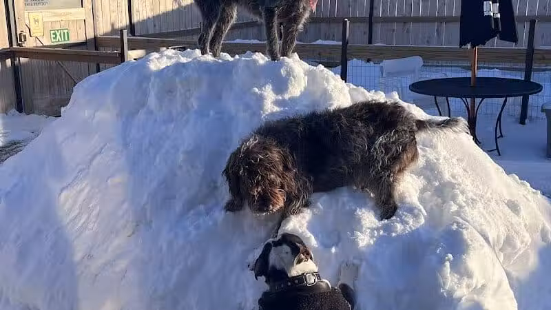 Urban Hound Dog Park & Bar - Lincoln, NE