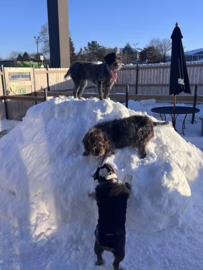 Urban Hound Dog Park & Bar - Lincoln, NE