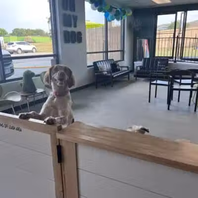Urban Hound Dog Park & Bar - Lincoln, NE