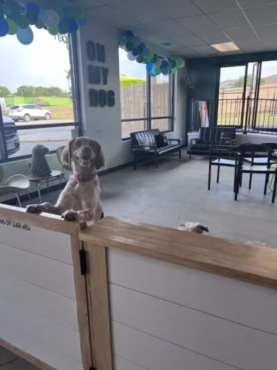 Urban Hound Dog Park & Bar - Lincoln, NE