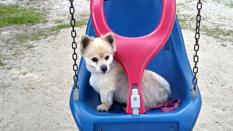 Albion Field and Playground