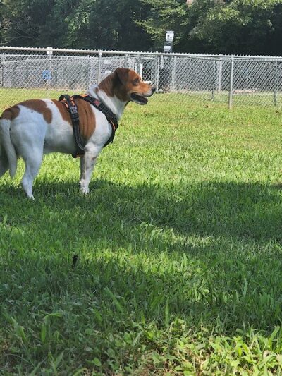 Motz Avenue Dog Park