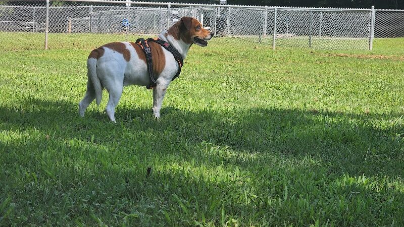 Motz Avenue Dog Park
