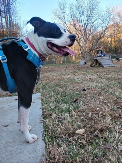 Motz Avenue Dog Park