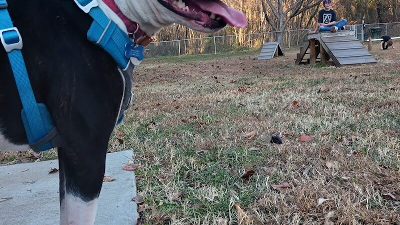 Motz Avenue Dog Park