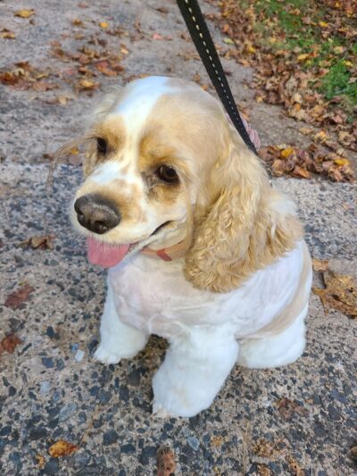 Motz Avenue Dog Park