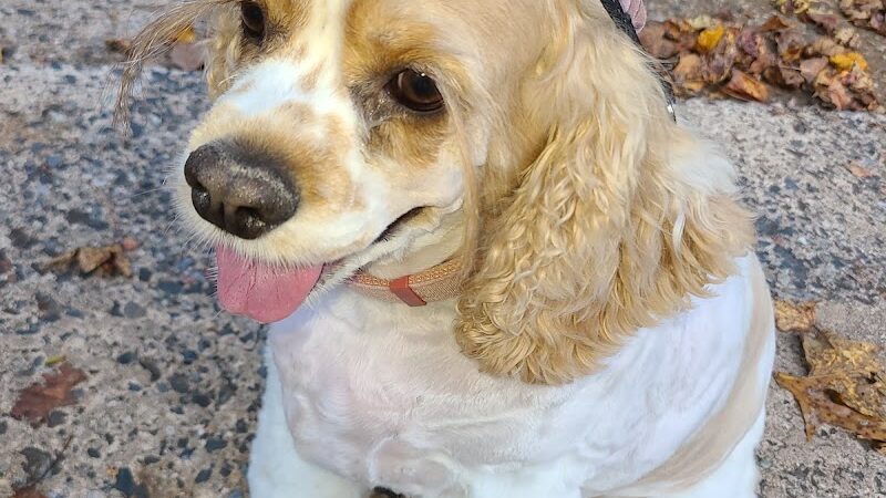 Motz Avenue Dog Park