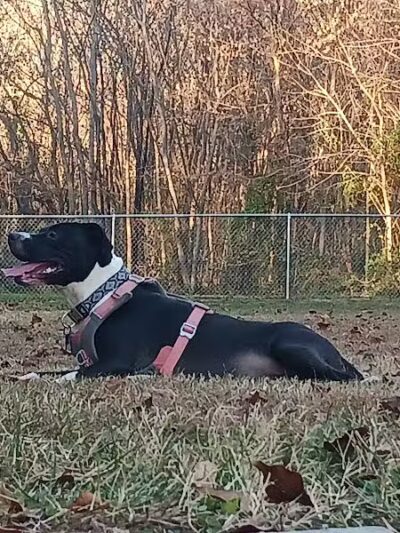 Motz Avenue Dog Park