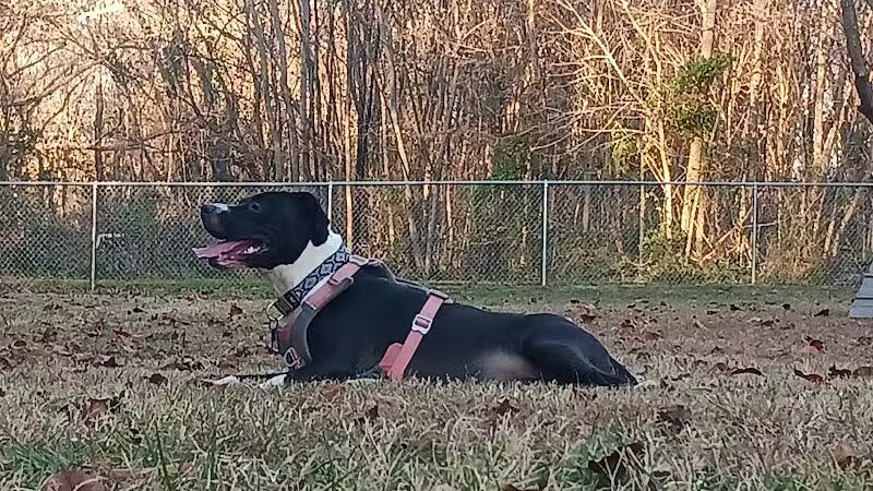 Motz Avenue Dog Park