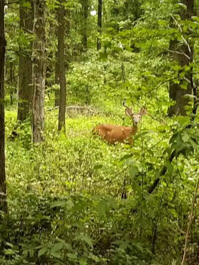 Hawk Rise Sanctuary - Linden, NJ