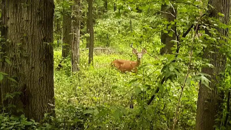 Hawk Rise Sanctuary - Linden, NJ