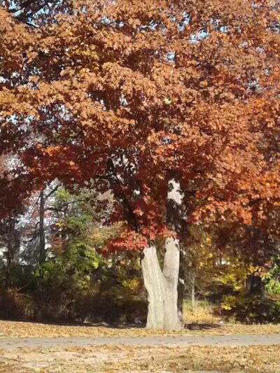 John Russell Wheeler Park - Linden, NJ