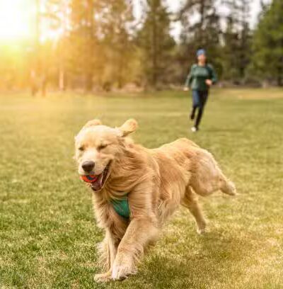 Lexington Dog Park - Linden, NJ