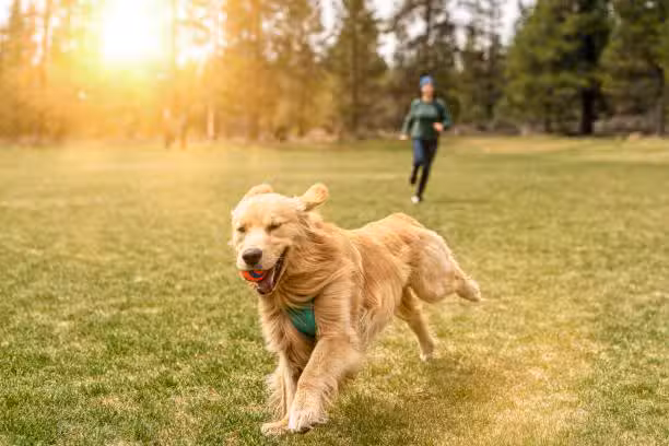 Lexington Dog Park - Linden, NJ