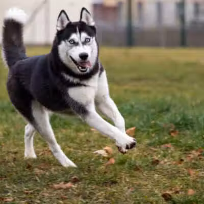 Lexington Dog Park - Linden, NJ