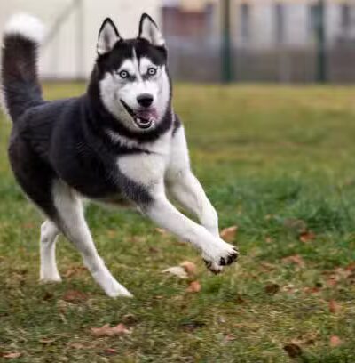 Lexington Dog Park - Linden, NJ