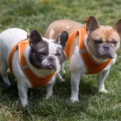 Lexington Dog Park - Linden, NJ