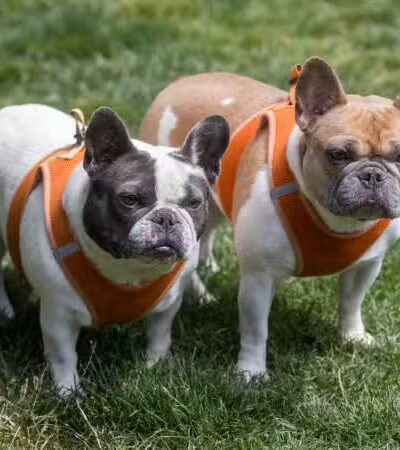 Lexington Dog Park - Linden, NJ