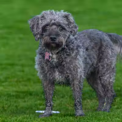 Lexington Dog Park - Linden, NJ