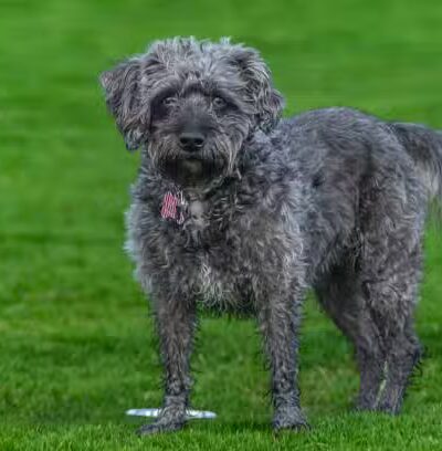 Lexington Dog Park - Linden, NJ