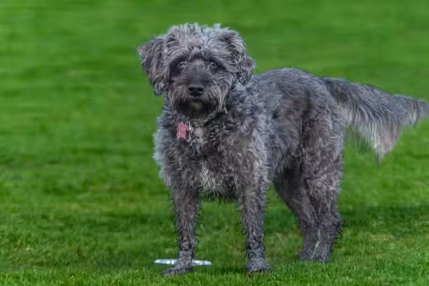 Lexington Dog Park - Linden, NJ