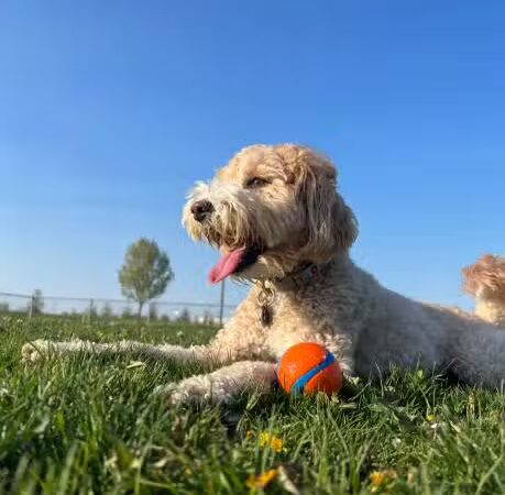 Lexington Dog Park - Linden, NJ