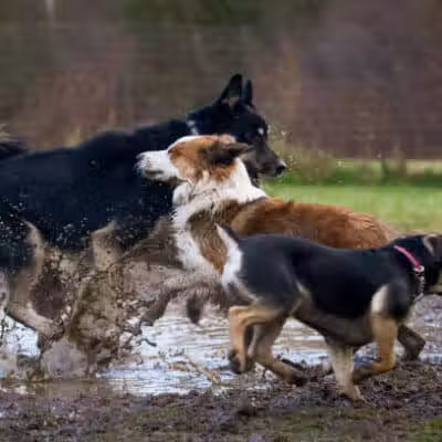 Lexington Dog Park - Linden, NJ