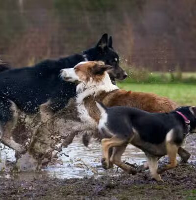 Lexington Dog Park - Linden, NJ