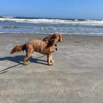 Lexington Dog Park - Linden, NJ