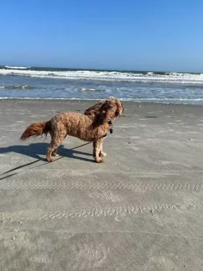 Lexington Dog Park - Linden, NJ