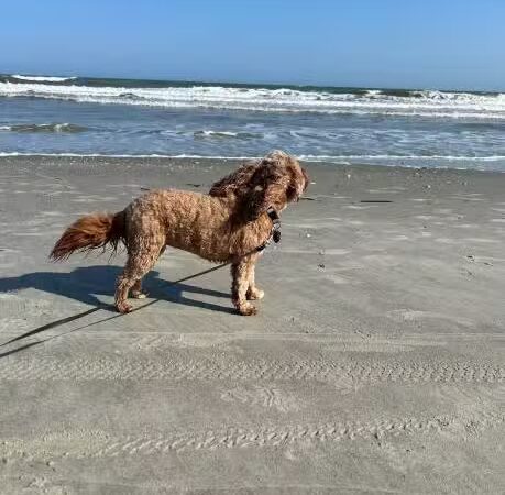 Lexington Dog Park - Linden, NJ