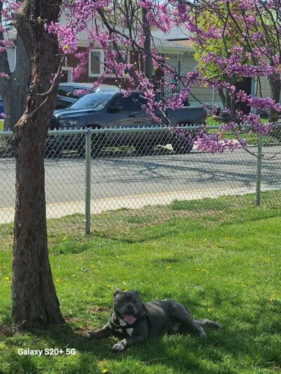 Lexington Dog Park - Linden, NJ