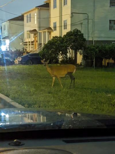 Linden Memorial Park - Linden, NJ