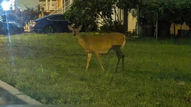 Linden Memorial Park - Linden, NJ