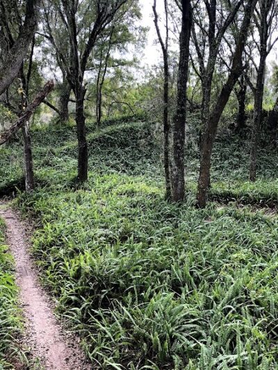 Balm Boyette Scrub Nature Preserve - Lithia, FL