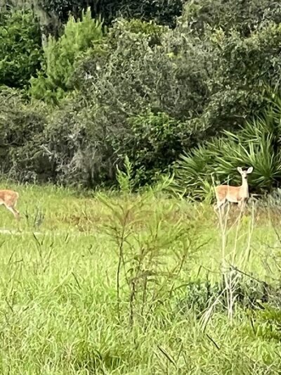 Balm Boyette Scrub Nature Preserve - Lithia, FL