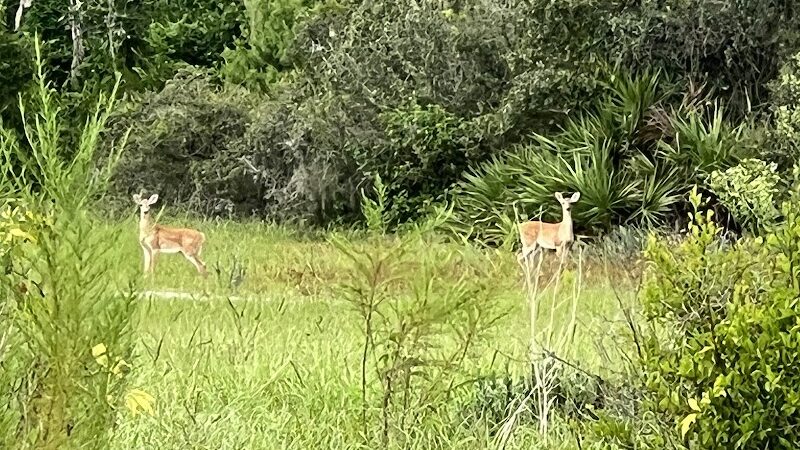 Balm Boyette Scrub Nature Preserve - Lithia, FL