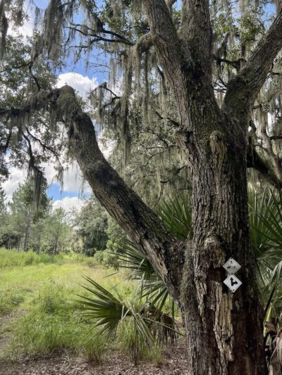 Chito Branch Reserve - Lithia, FL