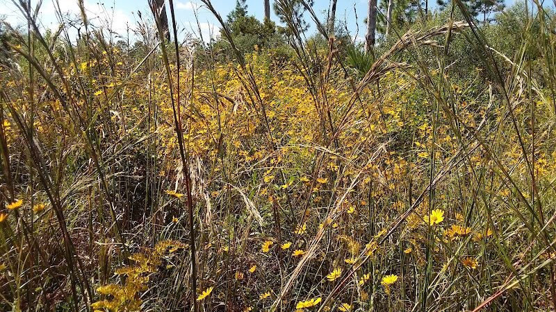 Chito Branch Reserve - Lithia, FL