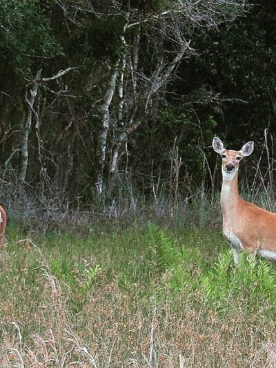 Chito Branch Reserve - Lithia, FL