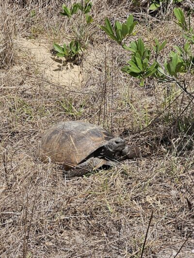Fishhawk Creek Nature Preserve North - Lithia, FL