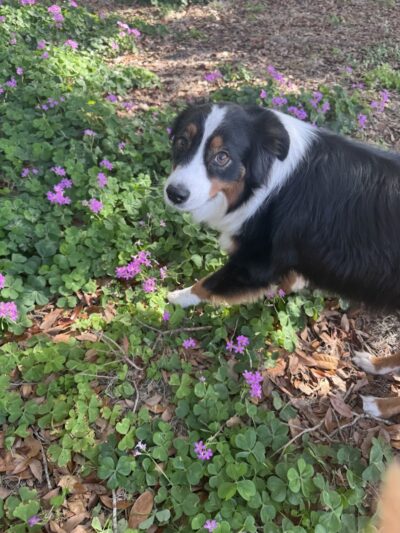 Free Paws Dog Lodging & Daycare - Lithia, FL