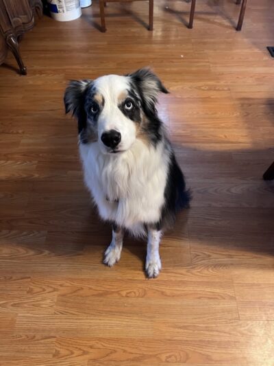 Free Paws Dog Lodging & Daycare - Lithia, FL