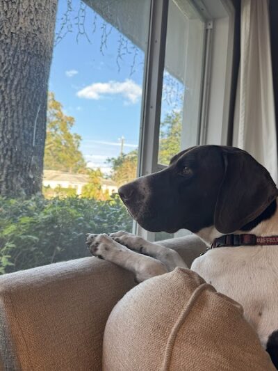 Free Paws Dog Lodging & Daycare - Lithia, FL