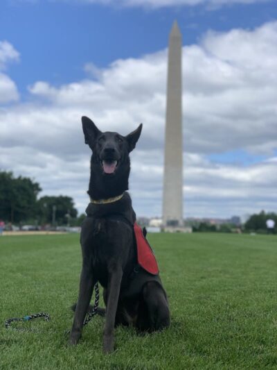 Free Paws Dog Lodging & Daycare - Lithia, FL